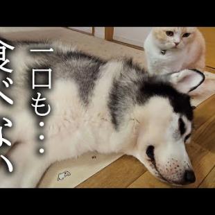 ハスキー犬が一口もごはんを食べなくなってしまいました...