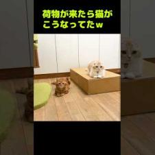 荷物が来たら猫達がこうなってた...笑#shorts
