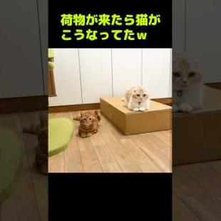 荷物が来たら猫達がこうなってた...笑#shorts
