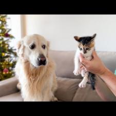 Golden Retriever Meets Abandoned Kitten For The First Time