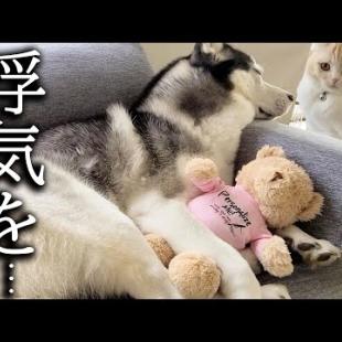 ぬいぐるみに嫉妬した猫がまさかの行動に...