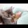 Funny Kitten Wakes up other Kittens to Play