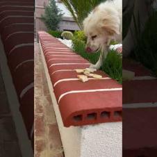 I feed my lovely friends cat and dog with cheese #shorts #catshorts #cat #cats #dog #kitten #cute