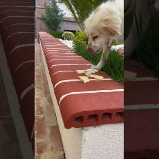 I feed my lovely friends cat and dog with cheese #shorts #catshorts #cat #cats #dog #kitten #cute