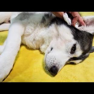 ハスキー犬に異常が見つかりました...