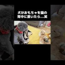 猫の背中におもちゃを置いた犬...笑#shorts