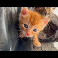 Kittens living on the street are looking for the mother cat
