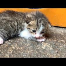 Mother cat adopts abandoned kitten