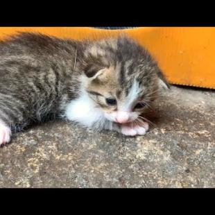 Mother cat adopts abandoned kitten