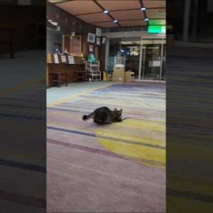 【猫ホテル】夜はロビーで運動会