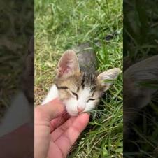 Homeless kitten won't let me go, meow #shorts #kitten #cute #animals #cat #kitten #animals #cats