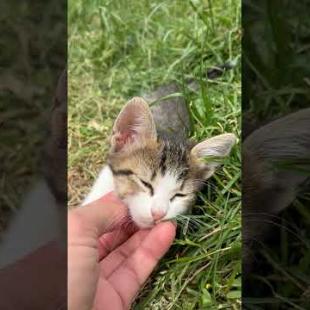 Homeless kitten won't let me go, meow #shorts #kitten #cute #animals #cat #kitten #animals #cats