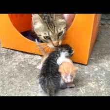 🐱🤱 A Moment of Tenderness! Mother Cat Sniffs Orphaned Kitten and Adopts Him