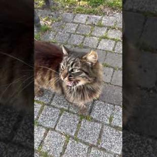 Fluffy tabby cat meowing loudly #shorts #catshorts #kitten #cat #cats #cute  #catlover