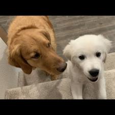 Golden Retriever Dog Teaches Sassy English Cream Puppy How to Climb Stairs for the First Time