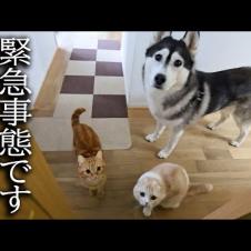 階段が怖くて降りれない犬を助ける子猫がこちらです...