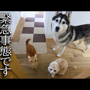 階段が怖くて降りれない犬を助ける子猫がこちらです...