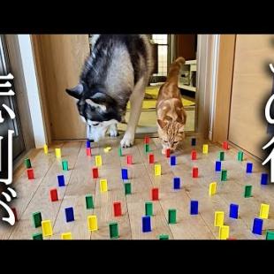 猫と犬は障害物を倒さずに歩けるらしいのでやってみたらまさかの結果に...