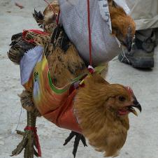중국의 닭장사