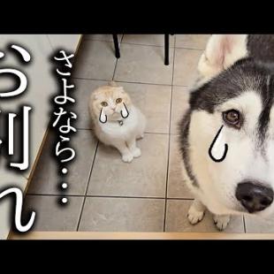 お兄ちゃんとお別れした瞬間に犬と猫がこうなっちゃいました