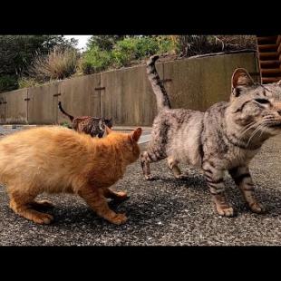 団地前バス停に野良猫が集まっていたので行ってみた