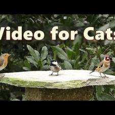 Birds for Cats to Watch Indoors ~ Videos for Cats to Watch on TV 🌸 8 HOURS 🌸