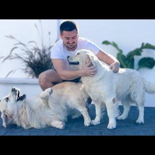 How do My Dogs React to My Attention