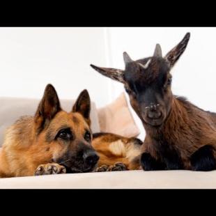 German Shepherd Reacts to Baby Goat