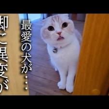 犬の身体の異変に気づき知らせにきた猫について行った結果