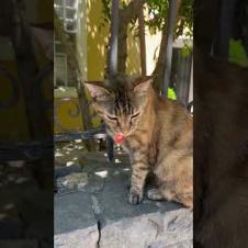 Meet the Talking Street Cat 🐱💬😂 #catsoftiktok#catshorts, #cats, #funnycats  #cat #suncats #kitten