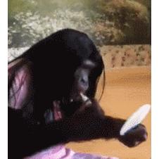 화장하는 침팬지