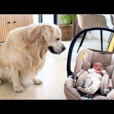 Golden Retriever Meets Newborn Baby for the First Time