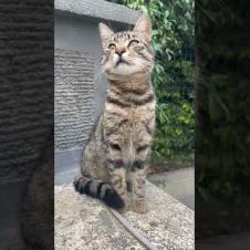 😻 Tabby cat hello, meow #shorts #cat #catvideos #animals #cute  #kitten #straycat #kitty