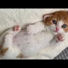 Pure Kitten Belly Cuteness Will Make You Smile