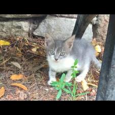 Starving kittens living on the street are waiting for the mother cat