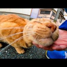 A tea tabby cat I met in the back alley of the fishing port town, happily rubbed when I got nadenade