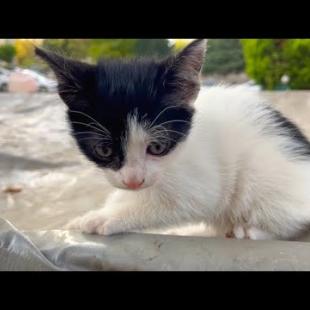 Cute kitten looking for its mother