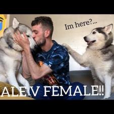 The Funniest Differences Between My Male and Female Huskies! [TRY NOT TO LAUGH]