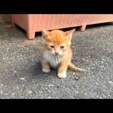 🐾💔 He Just Wants to Be Loved! The Touching Story of a Little Kitten