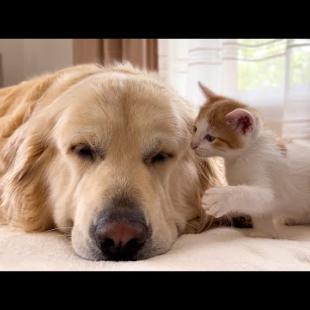 Poor Golden Retriever Attacked by Tiny Kitten