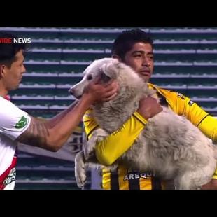 Dog invades soccer match in Bolivia