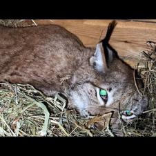 РЫСИ КАЙФУЮТ ОТ ОСОБЕННОГО СЕНА / Как проходит кормление и уборка у бобкэта Руфуса