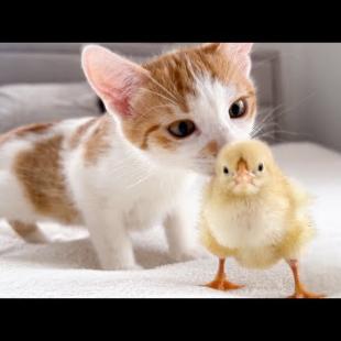 Funny Kittens Reaction to Tiny Chicken