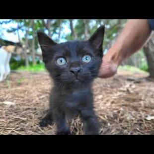 公園の植込みの中を歩き回る子猫がかわい過ぎる