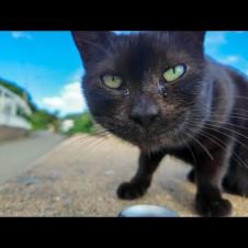 猫島の閉店カフェ付近にいた黒猫ちゃんにちゅーる差し入れしてみた🐾
