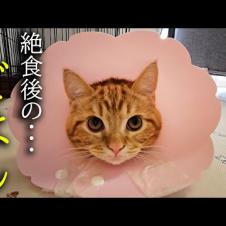 絶食で腹ペコの子猫にごはんをあげたら大変なことに...