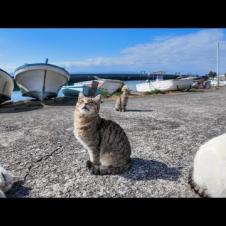 漁港を歩いていると猫が次々と集まってきた