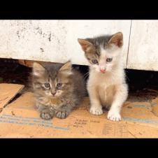 Playful kittens play very cute and funny games