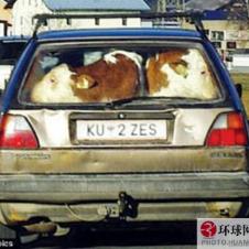 차에 소 두 마리를 싣고 농장으로 소를 옮기는 장면