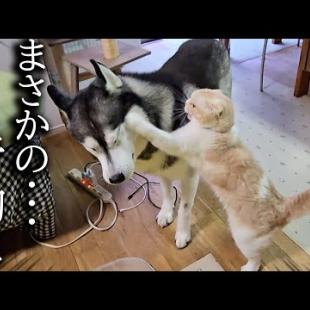 かまってモードの猫を無視した結果がこちらです...